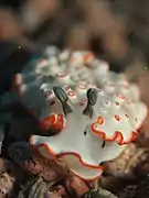 Dermatobranchus ornatus