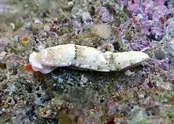 Dermatobranchus rodmani