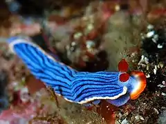 Dermatobranchus striatellus