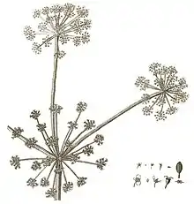 Dessin d'une ombelle centrale et deux ombelles latérales, avec des détails des fleurs et des fruits