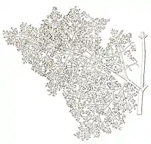 Dessin d'une feuille finement découpée