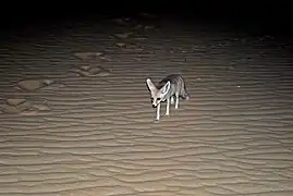 Renard famélique dans le désert en juillet 2011.