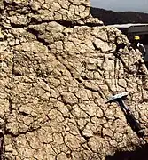 Fentes de dessication en milieu supratidal, sommet de cycle émersif métrique. Lias moyen du Haut Atlas, Maroc.