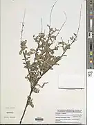 Desmodium ramosissimum.