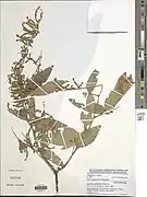 Desmodium salicifolium.