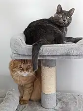 Chat roux au pelage mi-long et chat gris au pelage court.