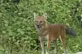 Dhole