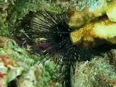 Un oursin-diadème de Savigny (Diadema savignyi) juvénile