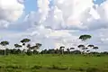 population de Didymopanax morototonii dans un pâturage dans le Cerrado (Mato grosso, Brésil)