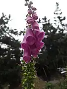 Digitale pourpreDigitalis purpurea, sur les berges du lac de l'Oule à 1 815 m.