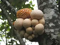 Cyttaria darwinii. Les fruits sont d'un jaune pâle.