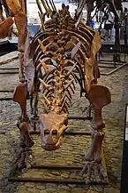 Tuojiangosaurus multispinus.