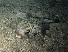 Poisson porc-épic (Diodon hystrix)