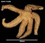 Diplasterias meridionalis.