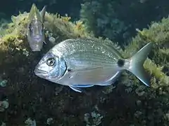 Diplodus sargus