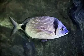 Diplodus vulgaris