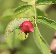 Galle de Diplolepis nervosa.