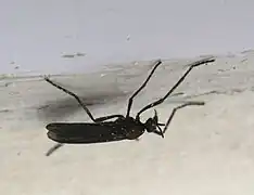 Plecia ruficollis de côté.