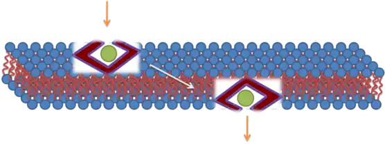 Représentation schématique d'une translocation transmembranaire par pénétration directe.