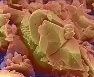 La même après même procédé de colorisation