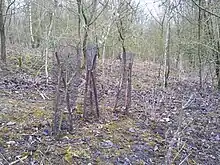 Les jeunes plants d'Homme-Pendu sont protégés des lapins et des lièvres avec des manchons grillagés.