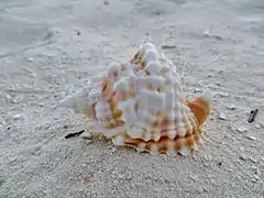 Une coquille de Distorsio anus, échoué sur la plage.