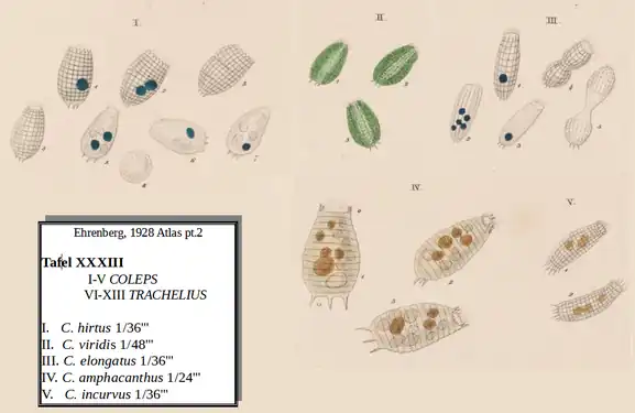 Divers Coleps d'après Ehrenberg 1838.
