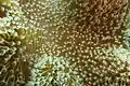 Acropora