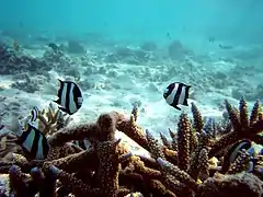 Demoiselles à trois bandes (Dascyllus abudafur)
