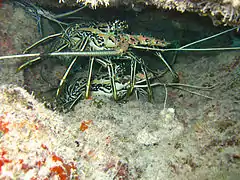 Des langoustes bleues (Panulirus versicolor)
