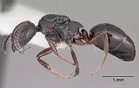 Dolichoderus plagiatus.