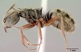 Dolichoderus validus.