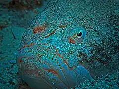 Uranoscopus dollfusi