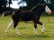 Poulain de trait de 4 mois