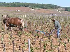 Labour traditionnel au cheval de trait