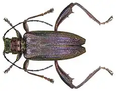 Donacie du nénuphar (Donacia crassipes Fabricius, 1775).