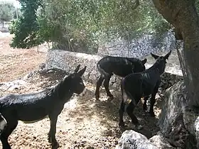 Ânes de Martina Franca dans leur région d'origine.