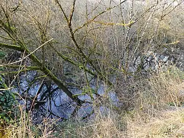 Couasne de la Dordogne au lieu-dit le Tourondel, Saint-Julien-de-Lampon.