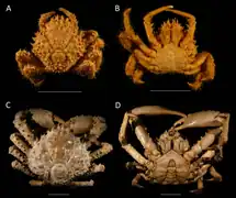 Maguimithrax spinosissimus.