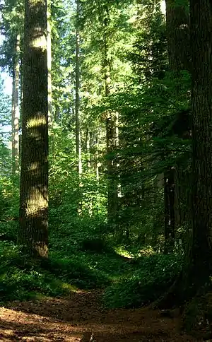 Douglas plantés à la fin du XIXe siècle en Corrèze, France.