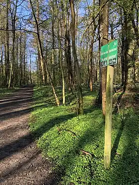 Image illustrative de l’article Drève du Maréchal