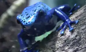 Drendobates tinctorius "azureus" - Dendrobate à tapirer "bleu" à la ménagerie du Jardin des plantes de Paris