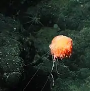 Dromalia alexandri (Rhodaliidae)