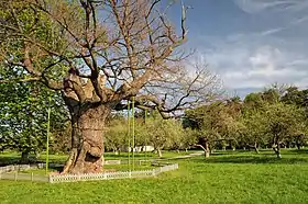 Raïon de Zvenyhorodka