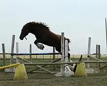 Photo couleur d'un cheval alezan non monté, sautant un obstacle de concours.