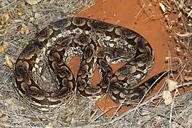 Acrantophis dumerili