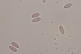 Spores quadriguttulées.