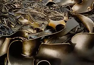 Durvillea antarctica (Phaeophyceae)