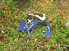 Dendrobates tinctorius au Newport Aquarium