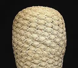 Euphorbia piscidermis (de).